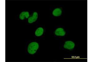 Immunofluorescence of purified MaxPab antibody to ZNF490 on HeLa cell. (ZNF490 antibody  (AA 1-529))