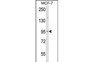 Western blot analysis of JUP Antibody (C-term) (ABIN652942 and ABIN2842601) in MCF-7 cell line lysates (35 μg/lane).