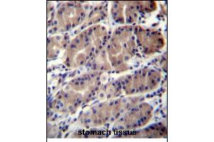 RNF5 Antibody (Center) (ABIN656373 and ABIN2845669) immunohistochemistry analysis in formalin fixed and paraffin embedded human stomach tissue followed by peroxidase conjugation of the secondary antibody and DAB staining. (RNF5 antibody  (AA 65-94))