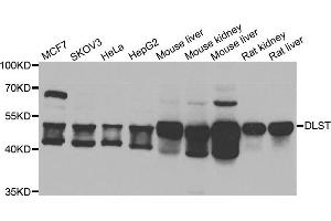 Western blot analysis of extracts of various cell lines, using DLST antibody. (DLST antibody)