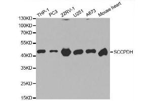 Western blot analysis of extracts of various cell lines, using SCCPDH antibody. (SCCPDH antibody  (AA 1-270))
