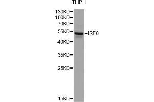 Western blot analysis of extracts of THP-1 cells, using IRF8 antibody. (IRF8 antibody)
