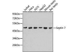 Western blot analysis of extracts of various cell lines, using Septin 7 antibody (ABIN1682655, ABIN3018092, ABIN3018093 and ABIN6220357). (7-Sep (AA 307-436) antibody)