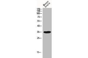 Western Blot analysis of MOUSE-BRAIN cells using IGFBP3 Polyclonal Antibody (IGFBP3 antibody)