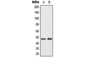 Western blot analysis of c-Jun (pT93) expression in A549 UV-treated (A), NIH3T3 UV-treated (B) whole cell lysates. (C-JUN antibody  (pSer93))