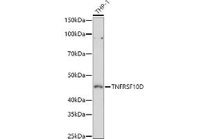Western blot analysis of extracts of THP-1 cells, using TNFRSF10D antibody (ABIN6127587, ABIN6149306, ABIN6149308 and ABIN6221737) at 1:1000 dilution. (DcR2 antibody  (AA 257-386))