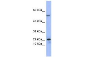 Image no. 1 for anti-phospholipase A2, Group V (PLA2G5) (C-Term) antibody (ABIN6741644) (PLA2G5 antibody  (C-Term))