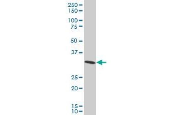 RPS3A antibody  (AA 164-263)