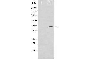 Western blot analysis of GATA1 phosphorylation expression in K562 whole cell lysates,The lane on the left is treated with the antigen-specific peptide. (GATA1 antibody  (pSer142))