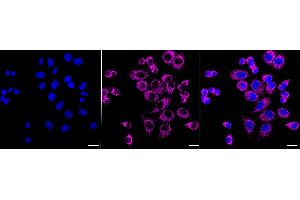 Immunocytochemical staining of HepG2 cells with G-rich RNA sequence binding factor 1 antibody (ABIN7798678), 1:1,000).