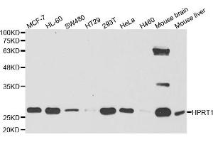 Western Blotting (WB) image for anti-Hypoxanthine phosphoribosyltransferase 1 (HPRT1) antibody (ABIN1876893) (HPRT1 antibody)