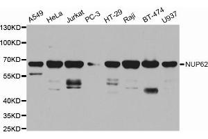 Western blot analysis of extracts of various cell lines, using NUP62 antibody (ABIN5971334) at 1/1000 dilution. (NUP62 antibody)
