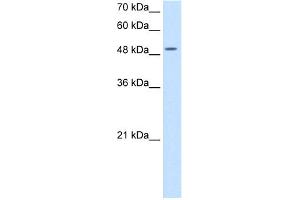 WB Suggested Anti-EIF2S3 Antibody Titration:  5. (EIF2S3 antibody  (N-Term))