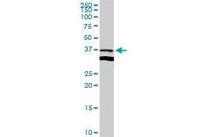 APOL2 MaxPab rabbit polyclonal antibody. (Apolipoprotein L 2 antibody  (AA 1-337))