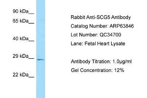 Western Blotting (WB) image for anti-Secretogranin V (7B2 Protein) (SCG5) (C-Term) antibody (ABIN2789642)