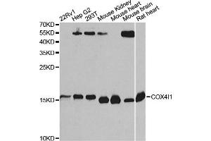 Western blot analysis of extracts of various cell lines, using COX4I1 Antibody (ABIN5973942) at 1/1000 dilution. (COX IV antibody)