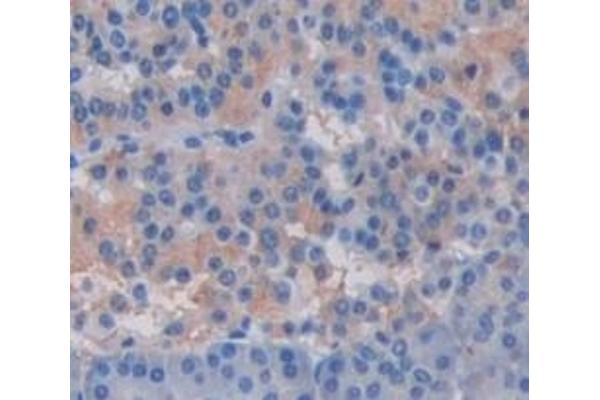 CRISP3 antibody  (AA 21-243)