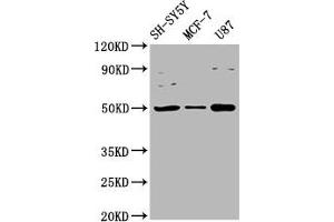 Western Blot Positive WB detected in: SH-SY5Y whole cell lysate, MCF-7 whole cell lysate, U87 whole cell lysate All lanes: IGHM antibody at 3. (IGHM antibody  (AA 45-178))