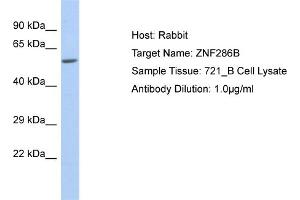 Host: Rabbit Target Name: ZNF286B Sample Type: 721_B Whole cell lysates Antibody Dilution: 1.