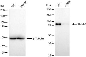 Western blotting analysis using CSDE1 antibody (ABIN7798121). (Recombinant CDSE1 antibody)