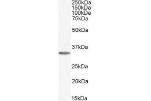 ABIN238564 (0. (ADORA1 antibody  (C-Term))