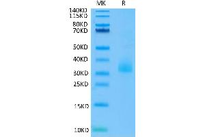 ANGPTL3 Protein (AA 17-219) (His-Avi Tag)