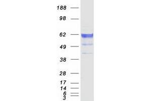 KDELC2 Protein (Myc-DYKDDDDK Tag)