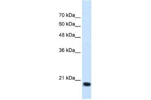 SSR2 antibody used at 1. (SSR2 antibody)