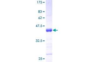 Tumor Necrosis Factor (Ligand) Superfamily, Member 13 (TNFSF13) (AA 1-247) protein (GST tag)