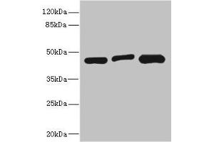 Western blot All lanes: ITPK1 antibody at 3. (ITPK1 antibody  (AA 185-414))