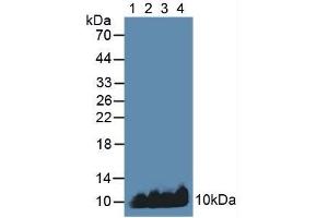 Figure. (APOC1 antibody  (AA 31-83))