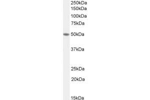 ABIN570968 (1µg/ml) staining of Human Colon lysate (35µg protein in RIPA buffer). (TEAD2 antibody  (Internal Region))