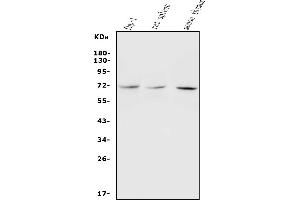 anti-REL proto-oncogene (c-Rel) (AA 268-306), (Middle Region) antibody