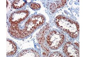 RACGAP1 polyclonal antibody  staining (1 ug/mL) of paraffin embedded human testis. (RACGAP1 antibody  (C-Term))
