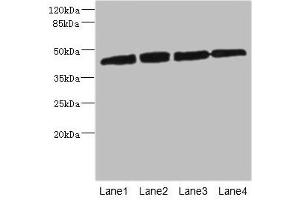 Western blot All lanes: PRKAR1B antibody at 2. (PRKAR1B antibody  (Regulatory Subunit))