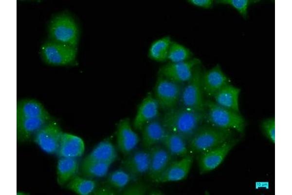 EXOC8 antibody  (AA 508-725)