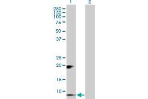 Western Blot analysis of RETN expression in transfected 293T cell line by RETN MaxPab polyclonal antibody. (Resistin antibody  (AA 1-108))