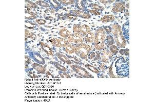 Rabbit Anti-WDR4 Antibody  Paraffin Embedded Tissue: Human Kidney Cellular Data: Epithelial cells of renal tubule Antibody Concentration: 4. (WDR4 antibody  (C-Term))