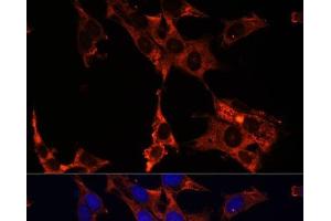 Immunofluorescence analysis of NIH-3T3 cells using ERK1 / ERK2 Polyclonal Antibody at dilution of 1:100 (40x lens). (ERK1/2 antibody)