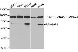 Western blot analysis of extracts of various cell lines, using RANGAP1 antibody (ABIN5973116) at 1/1000 dilution. (RANGAP1 antibody)