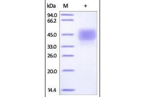 SDS-PAGE (SDS) image for CD3 epsilon (CD3E) (AA 22-117) (Active) protein (His tag,Fc Tag) (ABIN2180776)
