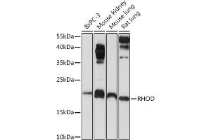 Western blot analysis of extracts of various cell lines, using RHOD Rabbit pAb (ABIN6131344, ABIN6146938, ABIN6146939 and ABIN6222119) at 1:1000 dilution. (RHOD antibody  (AA 1-210))