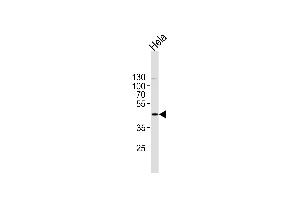 PK1 Antibody (C-term) (ABIN1882175 and ABIN2841383) western blot analysis in Hela cell line lysates (35 μg/lane). (ERK2 antibody  (C-Term))