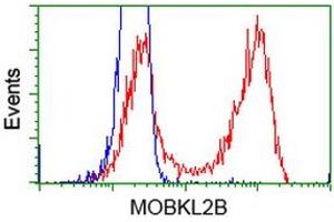 HEK293T cells transfected with either RC205977 overexpress plasmid (Red) or empty vector control plasmid (Blue) were immunostained by anti-MOBKL2B antibody (ABIN2453314), and then analyzed by flow cytometry. (MOBKL2B antibody)