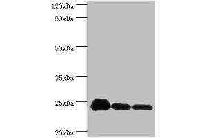 Western blot All lanes: PPIB antibody at 9 μg/mL Lane 1: NIH/3T3 whole cell lysate Lane 2: Hela whole cell lysate Lane 3: HepG2 whole cell lysate Secondary Goat polyclonal to rabbit IgG at 1/10000 dilution Predicted band size: 24 kDa Observed band size: 24 kDa (PPIB antibody  (AA 34-216))
