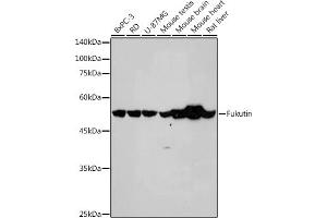 Western blot analysis of extracts of various cell lines, using Fukutin antibody (ABIN7267275) at 1:1000 dilution.