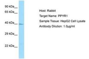 Image no. 1 for anti-Neuropeptide Y Receptor Y4 (NPY4R) (N-Term) antibody (ABIN6750035) (NPY4R antibody  (N-Term))