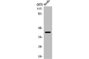 Western Blot analysis of HuvEC cells using PRDM12 Polyclonal Antibody (PRDM12 antibody  (Internal Region))