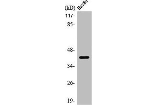 PRDM12 anticorps  (Internal Region)
