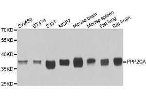 Western blot analysis of extracts of various cell lines, using PPP2CA antibody (ABIN5974047) at 1/1000 dilution. (PPP2CA antibody)